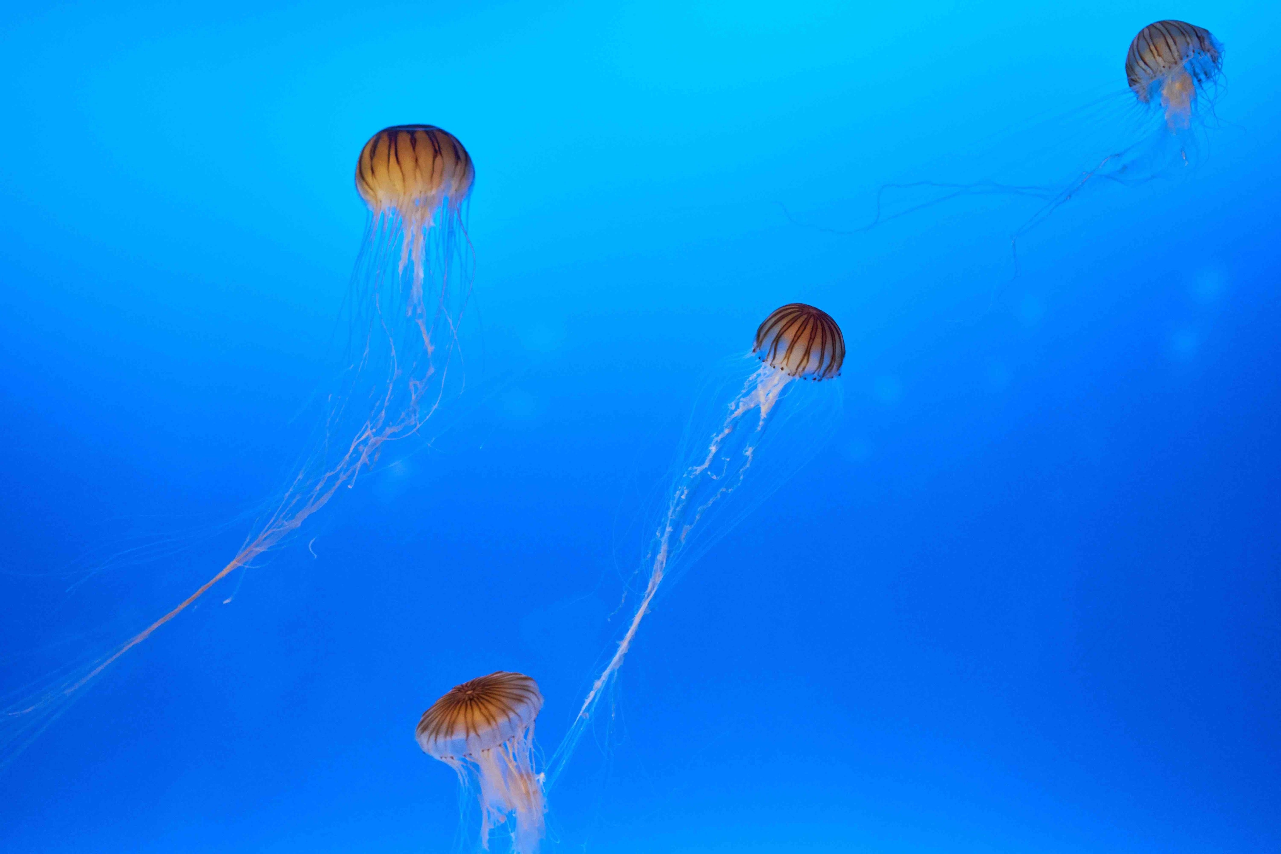 18 Crystal Jellyfish Facts 