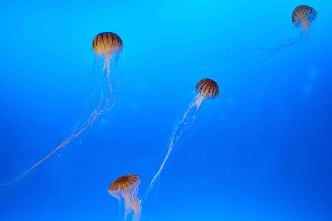 A Wild Swimmer's Guide to Jellyfish and other Sea Stingers